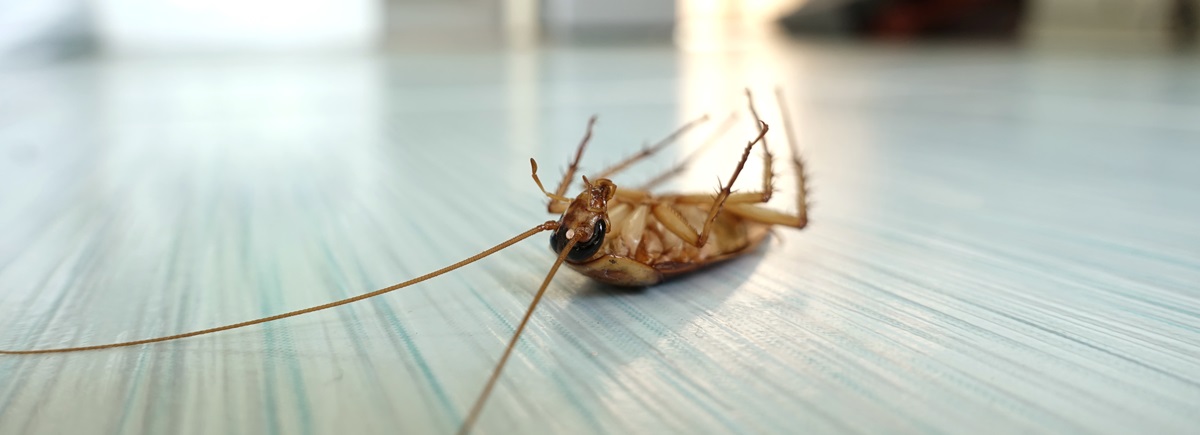 cockroach exterminators